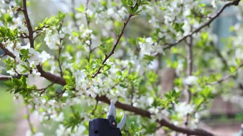 Pruning Trees with Electric Pruning Shears Tree Shaping in the Garden in Spring