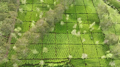 Beautiful drone footage of lush tea fields arranged in curved lines.