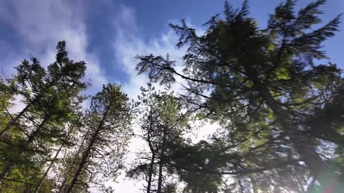 Green Trees on the Mountain Canadian Nature Landscape Background Squamish BC Canada
