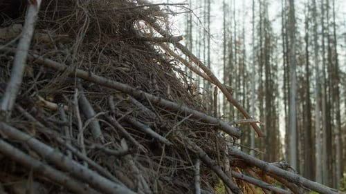 Pile of dead tree branches with dry spruce forest hit by bark beetle disaster in Czech countryside