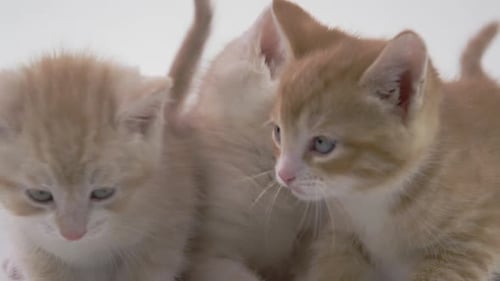 Ginger Kittens Cuddle Against a White Background
