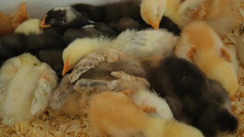 Little Chicks Sleep in Special Box in a Farm Food Production Industry Close Up Footage