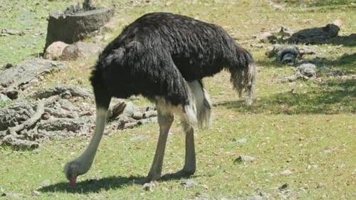 Large Ostrich Pecking at Grass in Enclosure