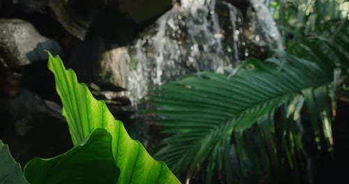 Summer green tropical leaves and fresh waterfall stream in ravine. Blurred bokeh water flowing.