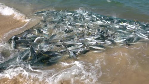 Fische im Netz am Strand