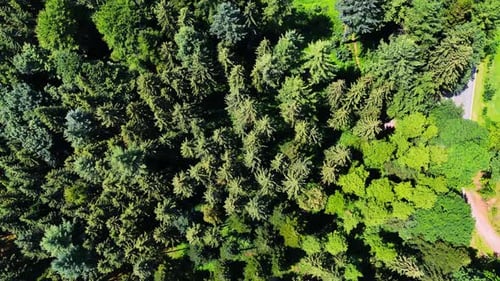 Flight over the tops of the pine tree woods in summer. Beautiful evergreen forest in summer.