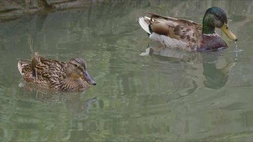 Male And Female Mallard Ducks Floating In The Stream