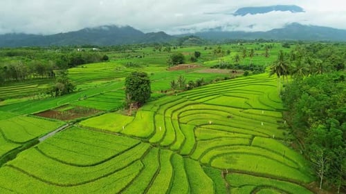 Wunderschöner Blick auf den Morgen, Indonesien, Panoramalandschaft, Wald mit Schönheit, Farbe und Himmel, natürlichem Licht