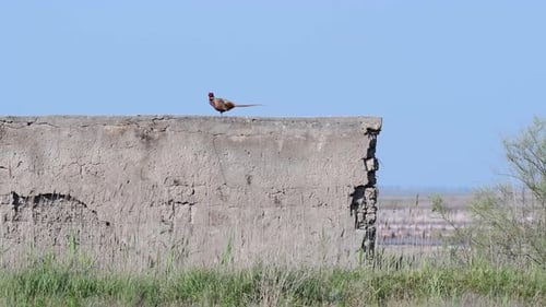 Male Common Pheasant Phasianus colchicus in the wild