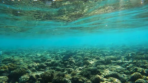 underwater coral reef