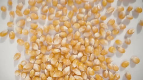 Grains de maïs secs pour faire du pop-corn éparpillés sur un fond blanc, vue de dessus, au ralenti.