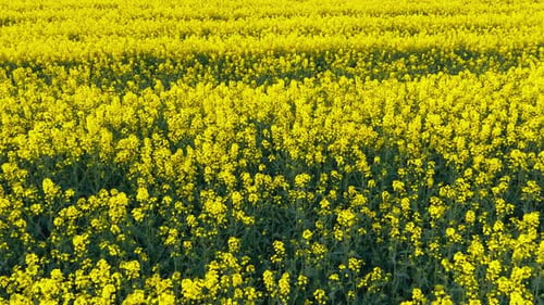Blooming Rapeseed Field on a Sunny Day Flying Above Stunning Yellow Rape Fields in Spring Aerial