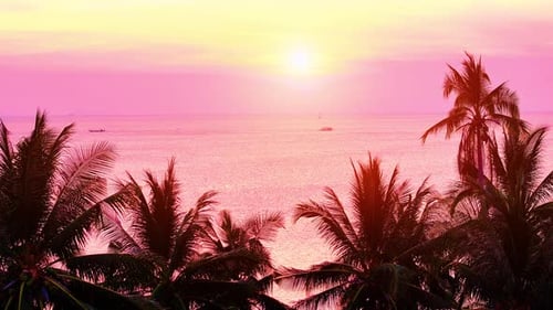 Beautiful sunset with palm tree on the ocean beach. Tropical sunset