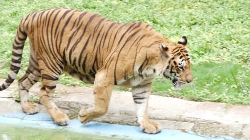 A tiger walks on a path in a zoo