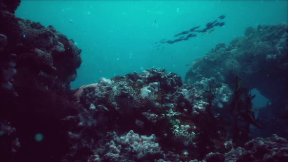 Shallow Ocean Floor with Coral Reef and Fish, Miscellaneous Motion ...