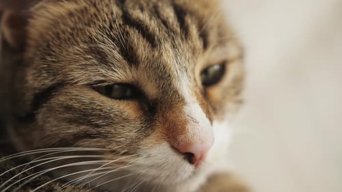 Cat Muzzle Closeup Green Eyes White Domestic Cat