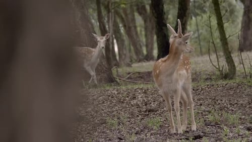 Zwei gefleckte Hirsche stehen im Wald und schauen sich hinter einem Baum in die Kamera um