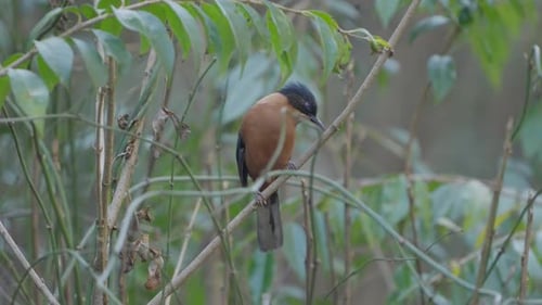 Birds of Nepal.