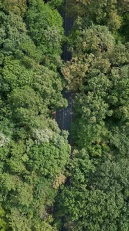Aerial Drone Video of a Car Navigating a Curvy Road Through Lush Green Forest The Overhead