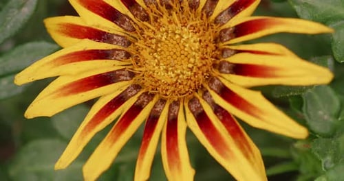 Foto macro de una flor amarilla de gazania