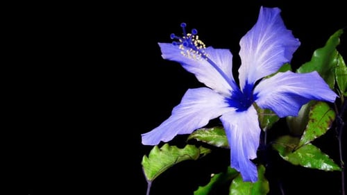 Hibiscus Flower Blooms. Bud Opens into a large Blue Flower. Time Lapse of a Blooming Hibiscus Plant.