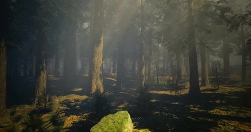 Sunlight Filters Through a Dense Forest Casting Shadows on the Ground