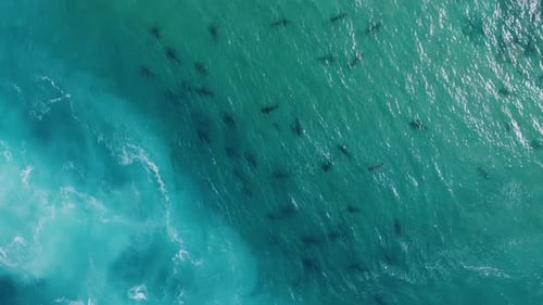 Aerial view above sandbar sharks (Carcharhinus plumbeus) in crystal clear ocean water - screwdriver,