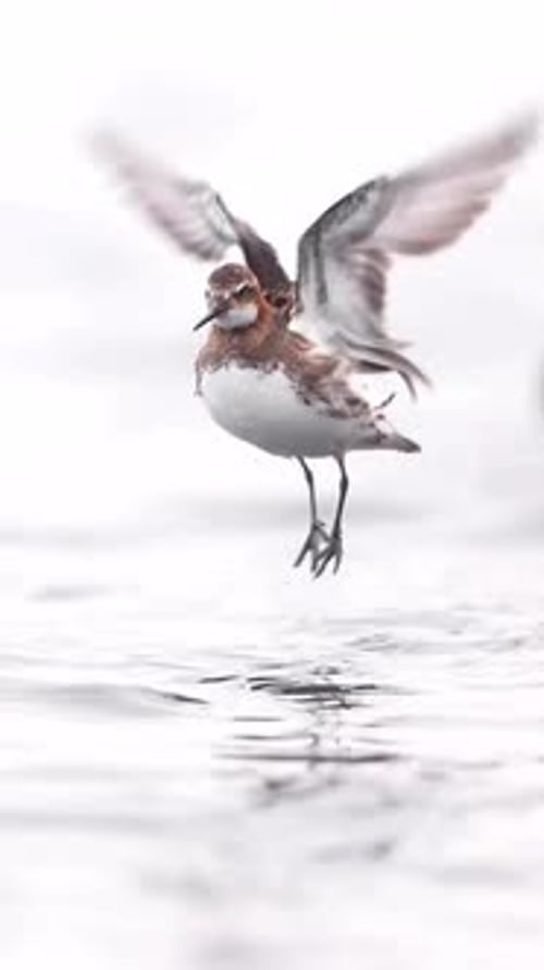 portrait of Phalaropus lobatus bird flying from the water