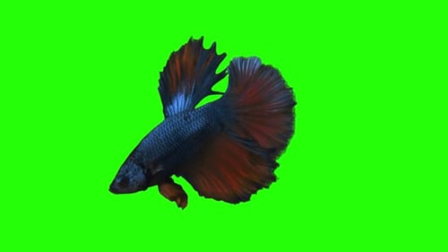 Green Scren Fish with a Matte Dive Down Spill Suppressor Need If Use Matte Chromakey Object Vol5