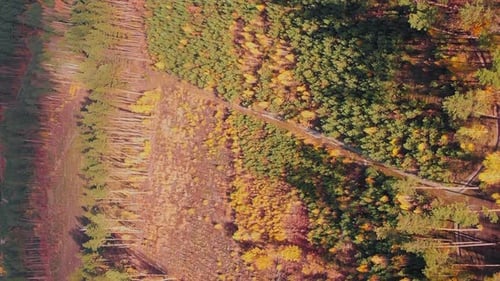 Autumn forest with growing little pine trees