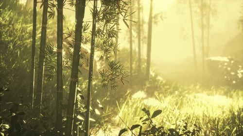 Bamboo Trunks and Sunlight Shines Through the Walls of the Plant and Fog