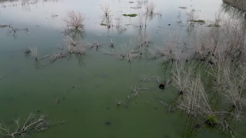 Un plan d'eau avec quelques arbres