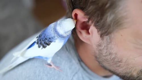 Budgerigar Bird Perches on Fair Haired Adult