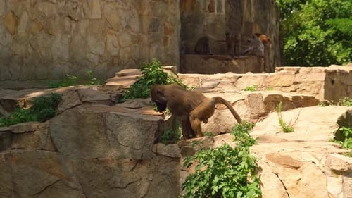 Adult Capuchin Monkey Sitting On Rock Chewing Fruit And Walking Away Monkey Resting on Rock in
