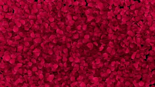 Red Rose Petals Transition on Alpha Channel 4K.