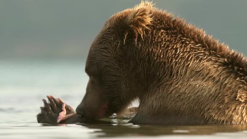 Brown Bear holding and eating Salmon fish in lake Kuril Kamchatka, medium shot