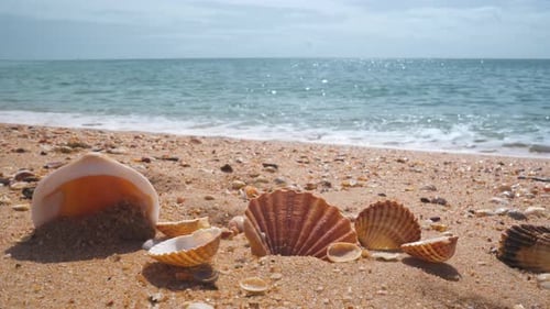 Ocean coast with seashells in the foreground on a sunny summer day.