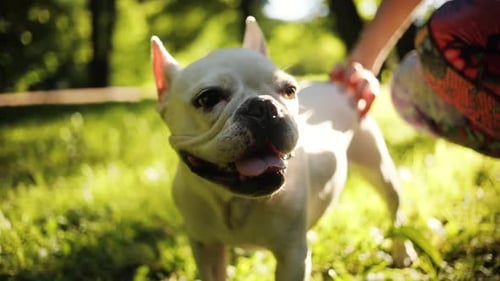 Slow Motion Hand Woman Strokes Scratches Happy White French Bulldog in Field Sunset Nature Animal