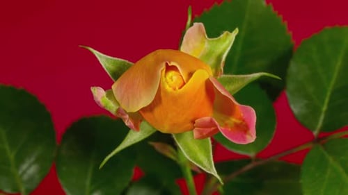 Rose Time Lapse
