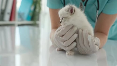 Kitten Being Examined by Veterinarian in Clinic
