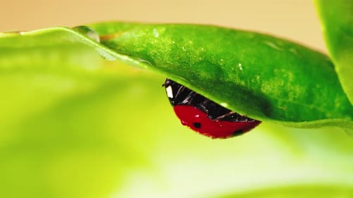 Marienkäfer unter dem Blatt bei Regen