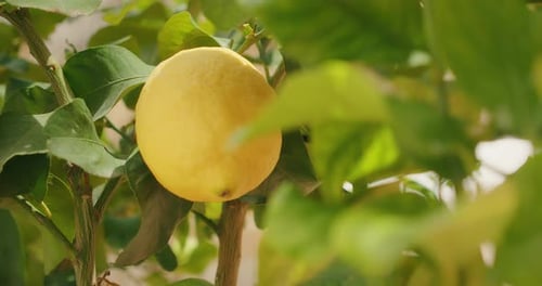 Closeup of Ripe Lemon Hanging on Tree Branch in Atrani Garden Sunlight