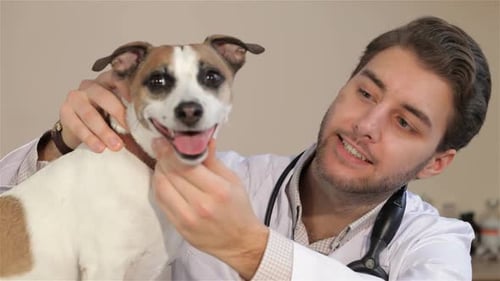 Young Veterinarian Examining Happy Dog in Clinic
