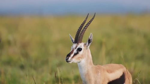 Graceful Gazelle Staring in Grassy African Field