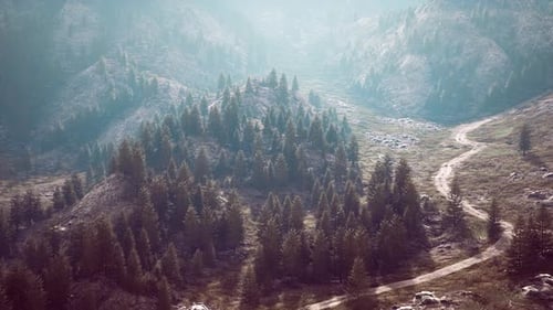 Winding Road in the Mountains with Pine Forest