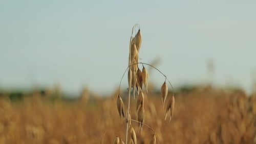 Golden Oat Stalks Swaying Gently In Agricultural Field During Calm Summer Day