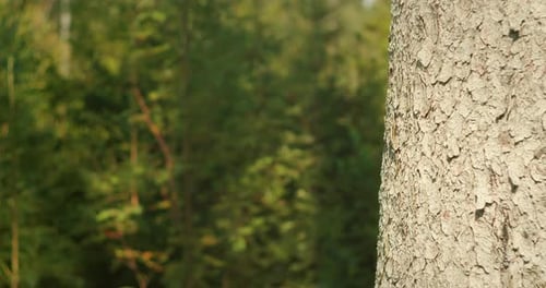 Gros plan de la texture de l'écorce du tronc d'arbre dans une forêt ensoleillée avec un fond de feuillage vert doux