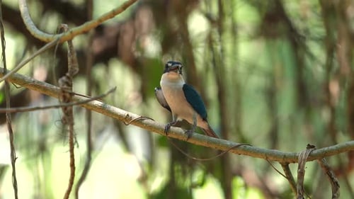 Oiseau martin-pêcheur coloré perché sur une branche élancée contre Soft Focus