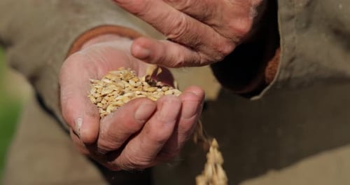 Hands Holding and Pouring Grain Seeds