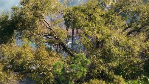 Florida Forest Fire Burns Through Dry Vegetation While Emergency Crews Fight Flames and Smoke Rising